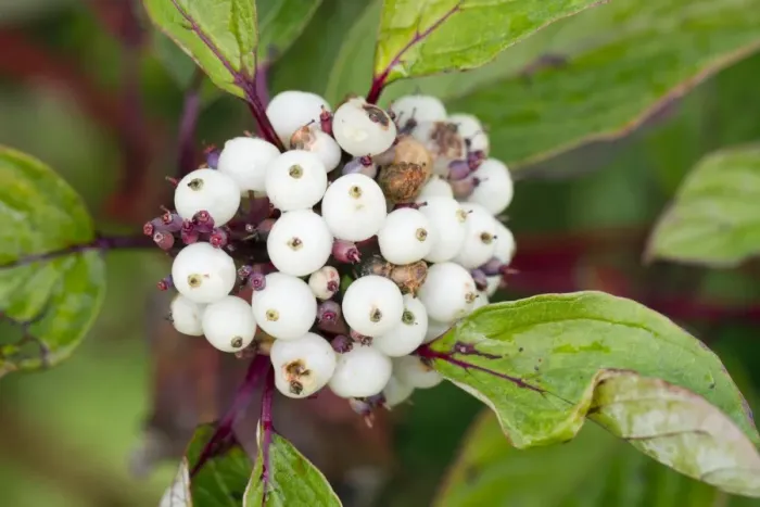 Framed Print : Dogwood Berries - Cornwall - UK Framed Print : Dogwood Berries - Cornwall - UK