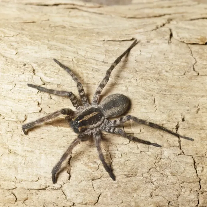 Framed Print : Dolomedes Spider Framed Print : Dolomedes Spider