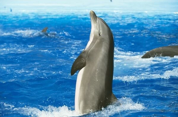 Dolphin. WAT-2630. Bottlenose DOLPHIN - standing up