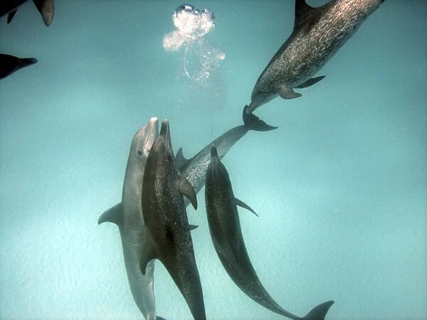 Dolphins - Interspecies aggression. Spotted and Bottlenose Dolphins (Tursiops truncatus) - Underwater