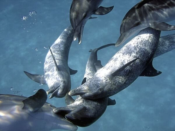 Dolphins - Interspecies head to head. Spotted and Bottlenose Dolphins (Tursiops truncatus) - Underwater