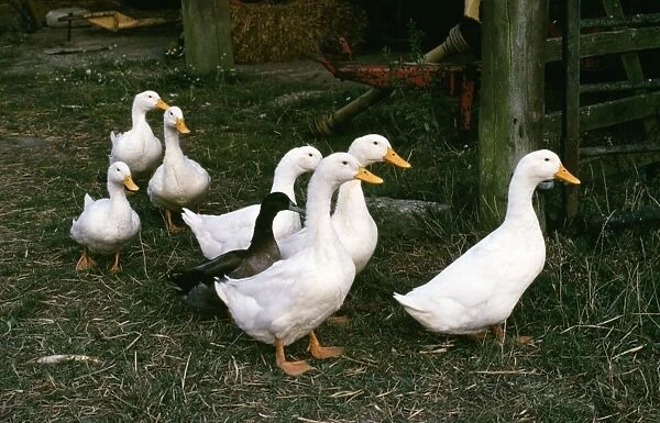 Domectic Aylesburry Ducks - with stray mallard