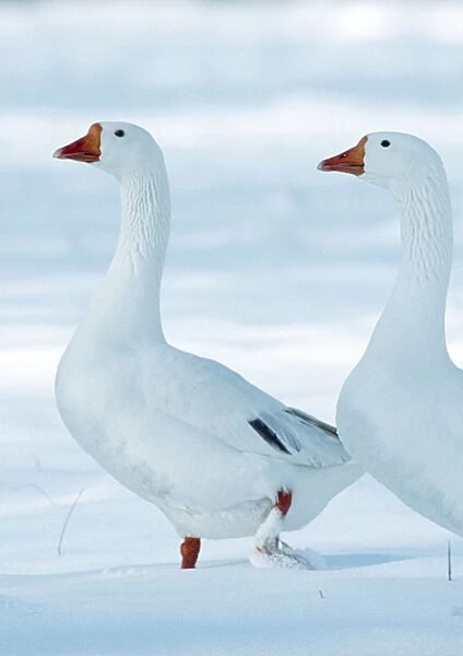Domectic Geese Two in snow