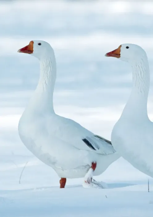 Framed Print : Domectic Geese Two in snow Framed Print : Domectic Geese Two in snow