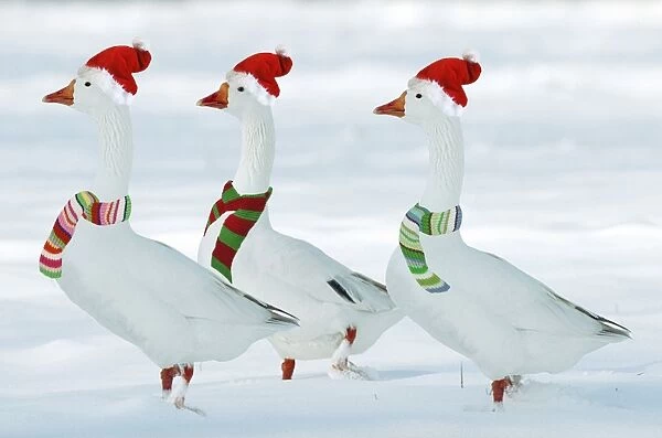 Domectic Geese - in snow - dressed in Christmas hats & scarves Digital Maniulation: added third Goose - Hats & scarves Su