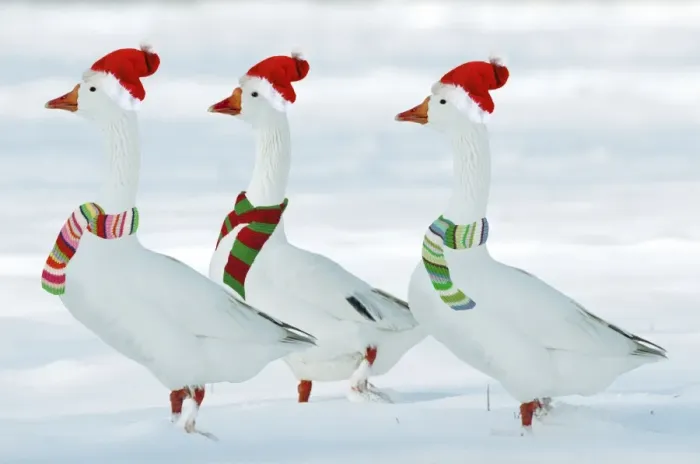 Framed Print : Domectic Geese - in snow - dressed in Christmas hats & scarves Digital Maniulation: added third Goose - Hats & scarves Su Framed Print : Domectic Geese - in snow - dressed in Christmas hats & scarves Digital Maniulation: added third Goose - Hats & scarves Su