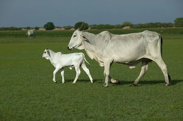 Domestic Brahma Cow - adult and calf Hato El Frio, Llanos, Venezuela