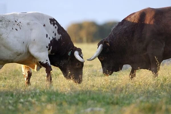 Domestic Bulls - two animals fighting on pasture, Alentejo, Portugal