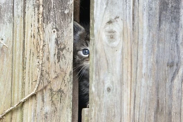Domestic Cat - baby kitten peering through garden shed door - Lower Saxony - Germany