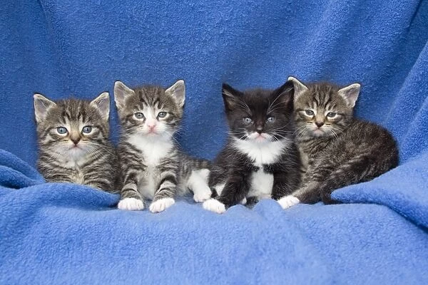 Domestic Cat - four baby kittens sitting on blanket - Lower Saxony - Germany