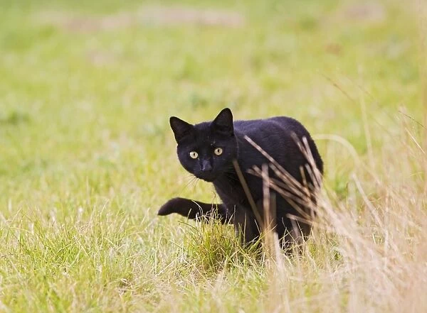 Domestic cat - black feral cat - hunting Bedfordshire UK 005203