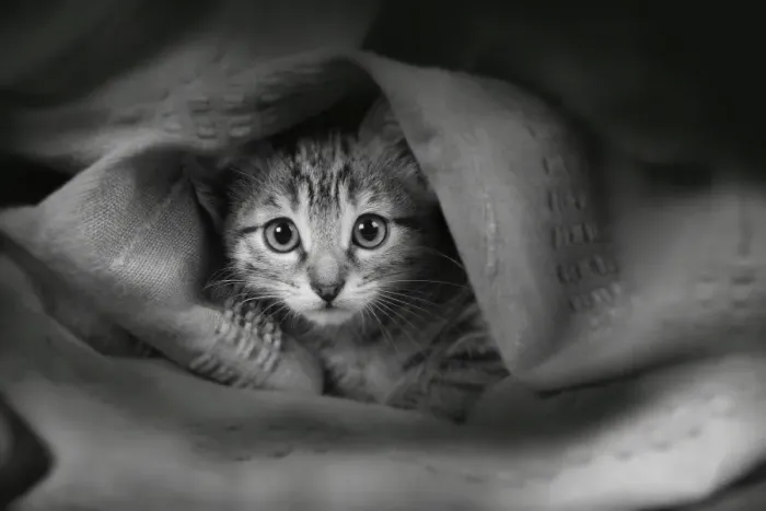 Framed Print : Domestic Cat - covered in fabric Framed Print : Domestic Cat - covered in fabric