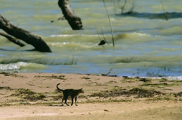 Domestic Cat - feral animal Kinchega National Park, far western New South Wales, Australia JPF52684