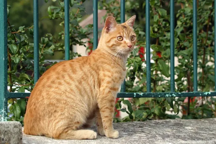 Framed Print : Domestic cat - ginger tabby Framed Print : Domestic cat - ginger tabby