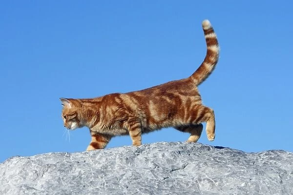 Domestic Cat - ginger tabby. France