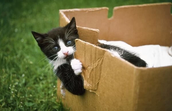 Domestic Cat - kitten playing in cardboard box