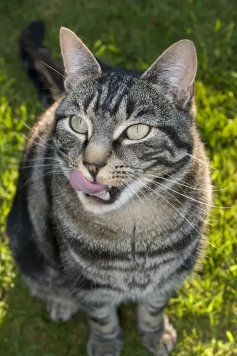 Framed Print : Domestic Cat - licking lips Framed Print : Domestic Cat - licking lips