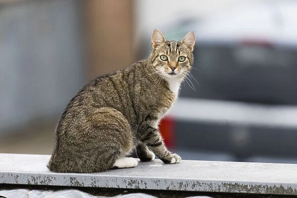 Domestic Cat - sitting on garage roof, alert, North Hessen, Germany Date: 11-Feb-19