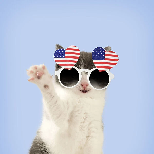 Domestic Cat, waving, wearing heart shaped American flag glasses Date: 22-Nov-17