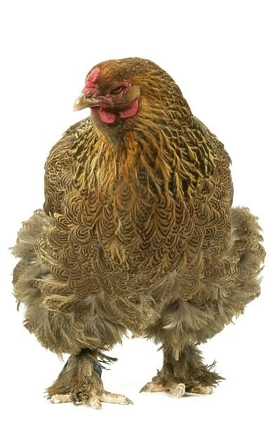 Domestic Chicken “Brama perdrix” breed