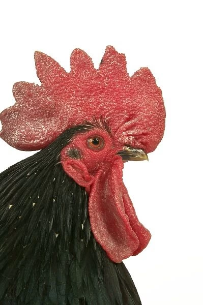 Domestic Chicken - Close-up of head
