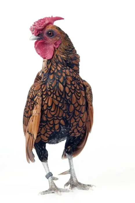 Framed Print : Domestic Chicken “Gilded Sebright” breed Framed Print : Domestic Chicken “Gilded Sebright” breed