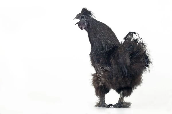 Domestic Chicken Hen “Black silk” race