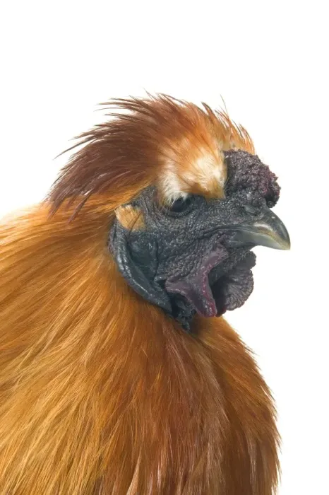 Framed Print : Domestic Chicken Hen “Black silk” race Framed Print : Domestic Chicken Hen “Black silk” race