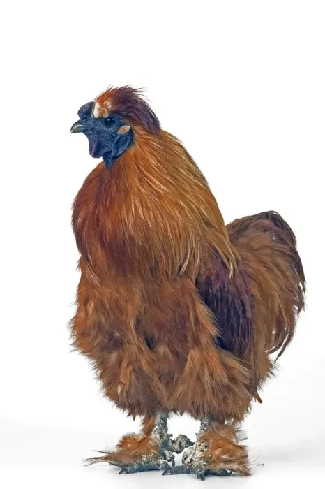 Framed Print : Domestic Chicken Hen “Black silk” race Framed Print : Domestic Chicken Hen “Black silk” race