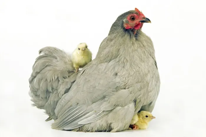 Framed Print : Domestic Chicken Hen and chicks Framed Print : Domestic Chicken Hen and chicks