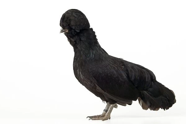 Domestic Chicken Hen “Smooth black Padoue” race