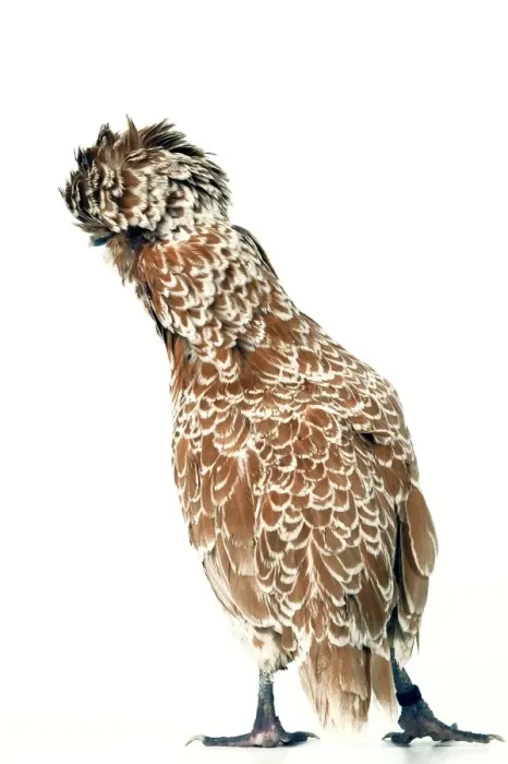 Framed Print : Domestic Chicken Padoue chamois race Framed Print : Domestic Chicken Padoue chamois race