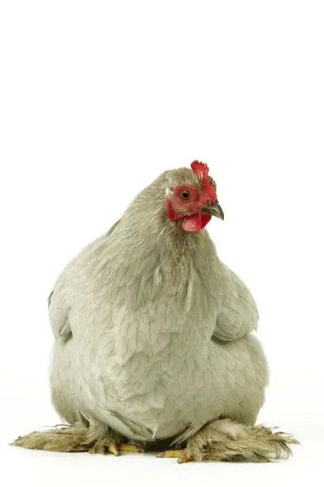 Framed Print : Domestic Chicken Peking Bantam breed Framed Print : Domestic Chicken Peking Bantam breed