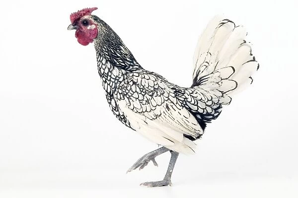 Domestic Chicken 'Silver-plated Sebright' breed