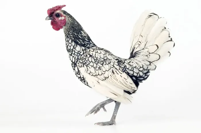 Framed Print : Domestic Chicken Silver-plated Sebright breed Framed Print : Domestic Chicken Silver-plated Sebright breed