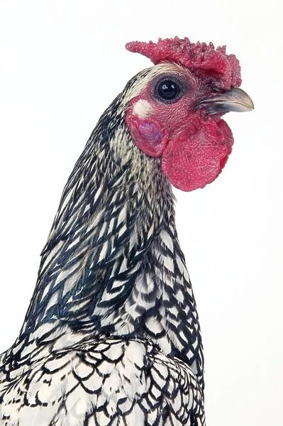 Domestic Chicken “Silver-plated Sebright” breed