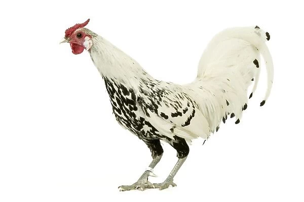 Domestic Chicken Spangled Hamboug breed