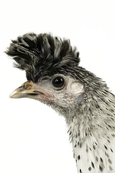 Domestic Chicken “Upper-crust Appelzeloise” breed