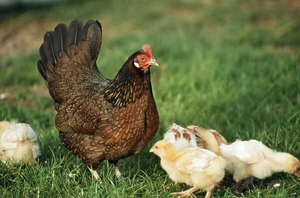 Domestic Chicken WAT 5658 With chicks © M. Watson  /  ARDEA LONDON