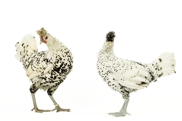 Domestic Chickens 'Upper-crust Appelzeloise' breed