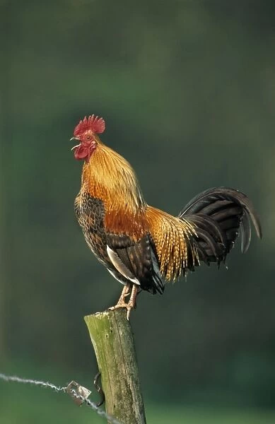 Domestic cock crowing on fence