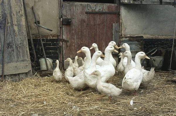 Domestic Ducks - in barn