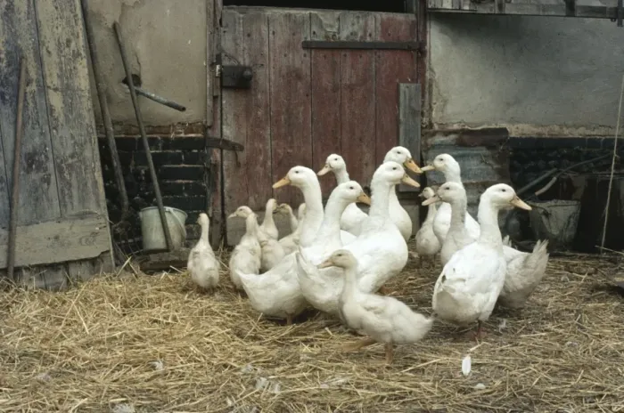 Framed Print : Domestic Ducks - in barn Framed Print : Domestic Ducks - in barn