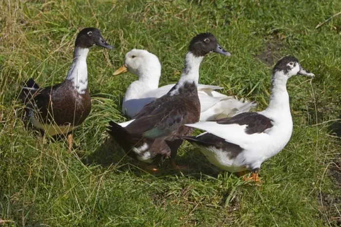 Framed Print : Domestic Ducks - three Muscovy and one Aylesbury - Northumberland - England