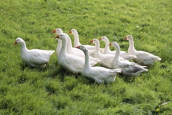 Domestic Embden Geese