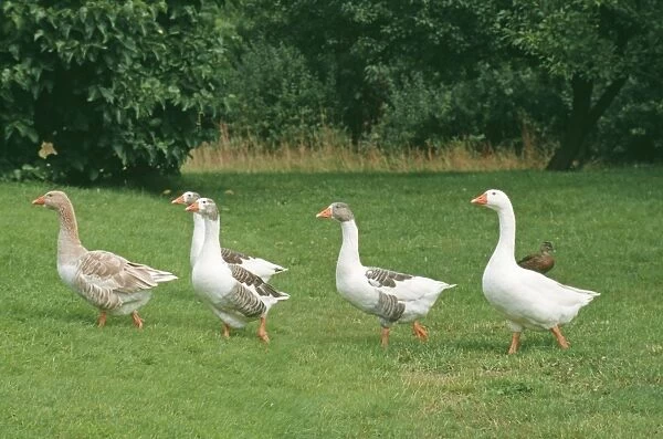Domestic Geese
