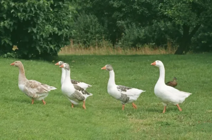 Framed Print : Domestic Geese Framed Print : Domestic Geese