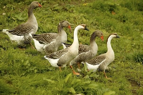 Domestic Geese - Ã''Goose of ToulouseÃ and Ã''Guinea Geese