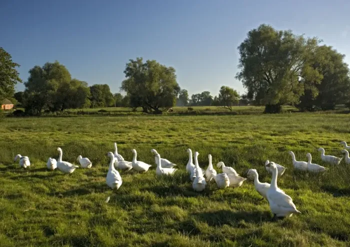 Framed Print : Domestic Geese - In field Framed Print : Domestic Geese - In field