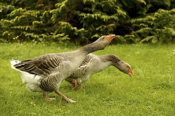 Domestic Geese “Goose of Toulouse” In garden